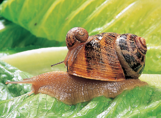 Cría de los caracoles. Las especies más comunes, la reproducción, la puesta en marcha de un criadero, uso y comercialización – Snail breeding. The most common species, reproduction, setting up a hatchery, use and marketing