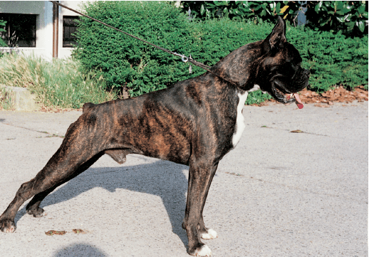 La enciclopedia del boxer – The Boxer Encyclopedia