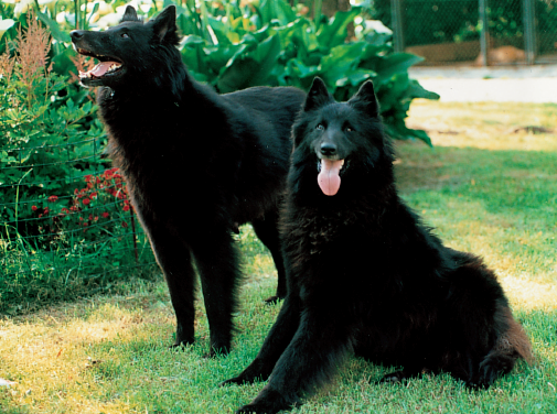 Los pastores belgas: Groenendael – Tervueren – Malinois – Laekenois – Belgian Shepherds: Groenendael – Tervueren – Malinois – Laekenois