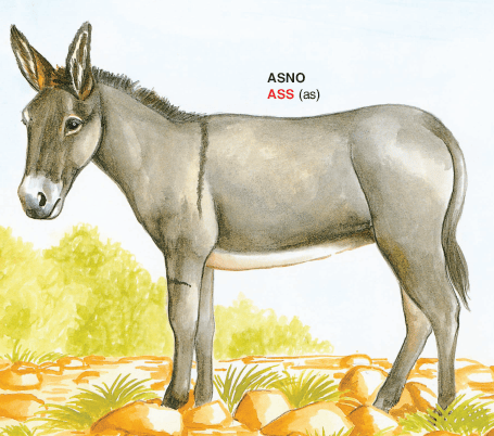 Aprende inglés y descubre el mundo de los animales – Learn English and discover the world of animals