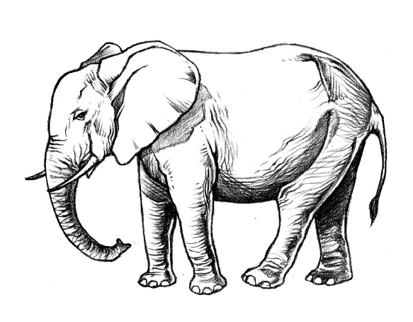 Dibujar Animales – Draw animals