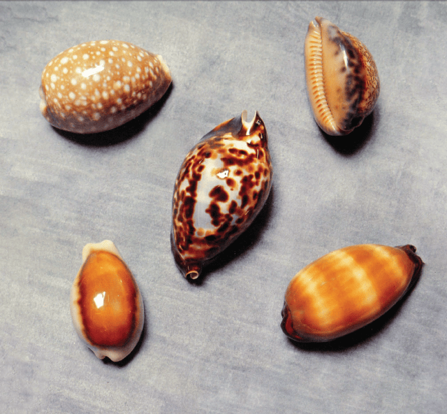 Las Conchas: Obras maestras del diseño de la naturaleza – Shells: Masterpieces of Nature’s Design