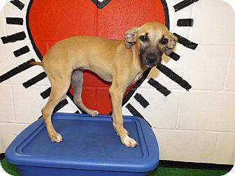 25, from white county animal control and charles smithgall humane society. Adoptable Georgia Dogs for July 24, 2014 - Georgia