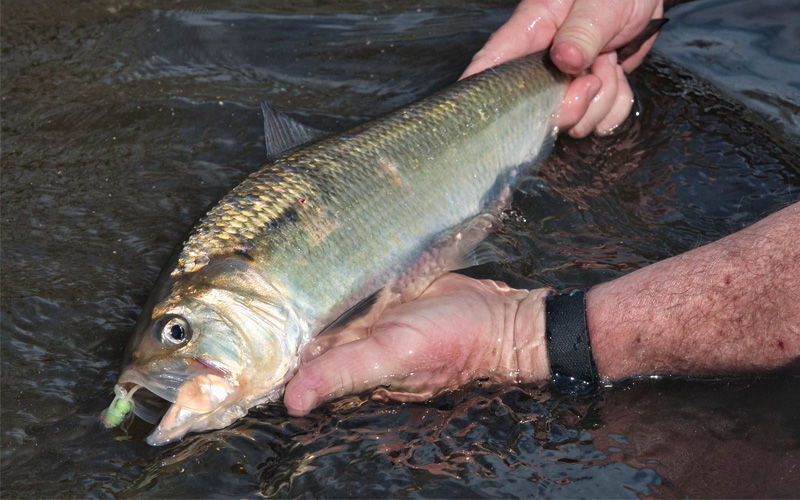 There’s no clothing, but it sells just about everything else, from wines to flatscreen tv 🙌 awesome, you're subscribed! Boating Virginia Dwr