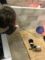 Reaseheath Mini Zoo Nantwich All You Need To Know Before You Go - Gradient Arts - Incredible Desktop Collection