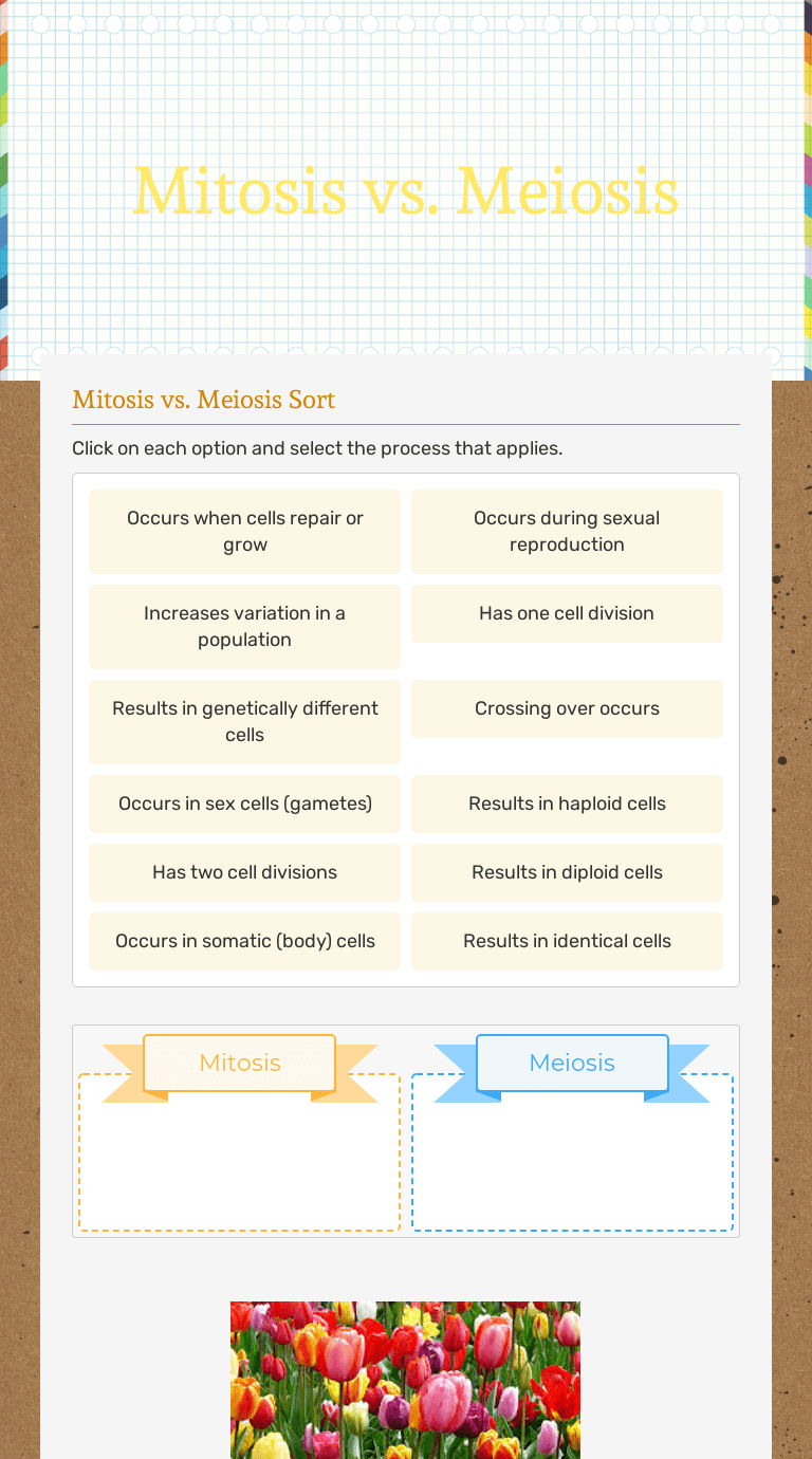 Meiosis and mendel's law of segregation introduction in this worksheet, we are going to demonstrate how chromosomes and alleles segregate during meiosis. Mitosis Vs Meiosis Interactive Worksheet By Nicholas Vukadinovich Wizer Me