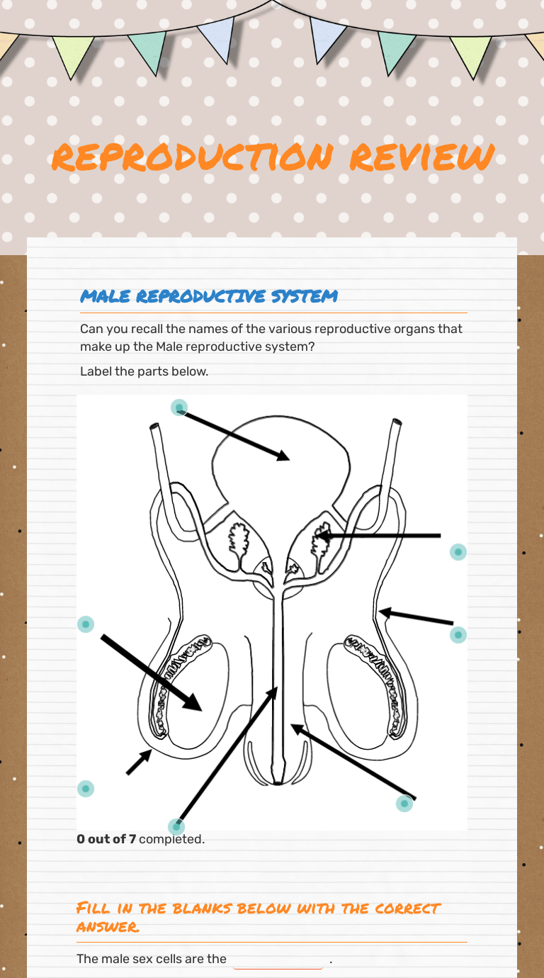 Male reproductive system diagram worksheet