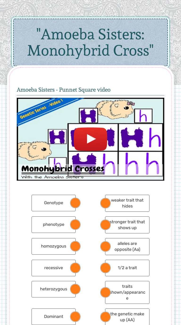 Amoeba Sisters Alleles And Genes Worksheet . Amoeba Sisters Monohybrid Cross Interactive Worksheet By Rebecca Giannetti Wizer Me