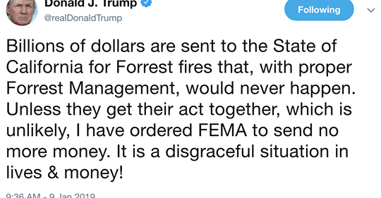 TrumpForrest