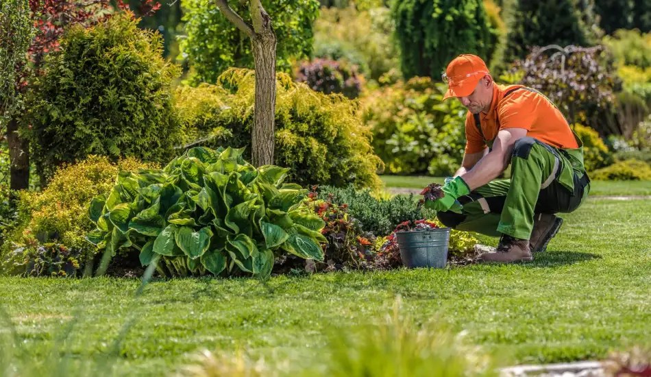 best trees for carbon sequestration