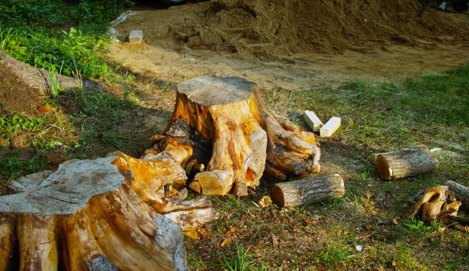 removing dead tree