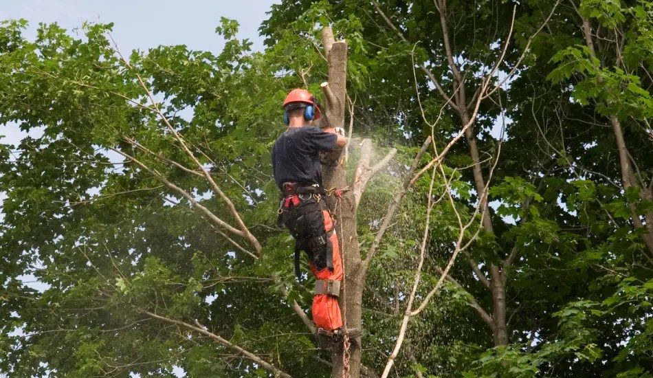 10 Reasons Tree Trimming is Essential for Tree Health 2 fewer diseases