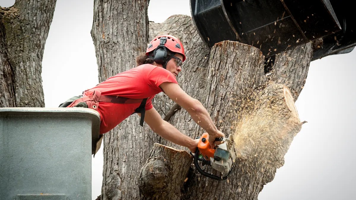 does tree removal increase property value