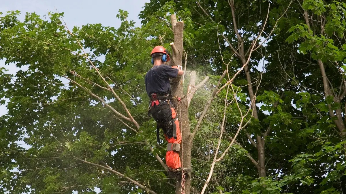 Learn How Tree Removal Increases Your Property Value 2 tree removal increase property value