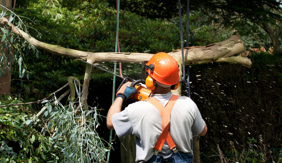 8 Best Tools for Tree Trimming that Will Make Your Job Easier 2 Man Trimming Tree