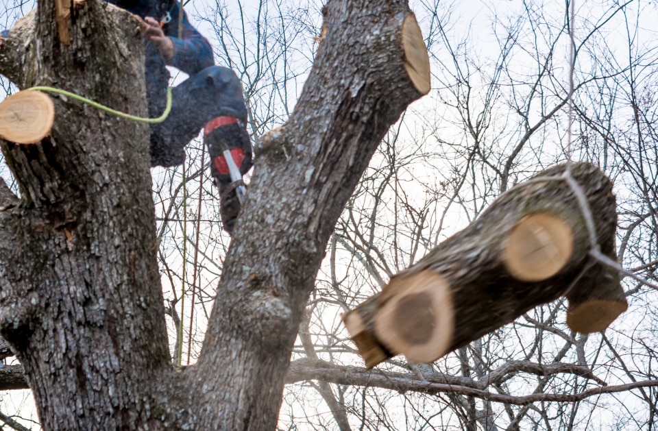 Tree Removal Services