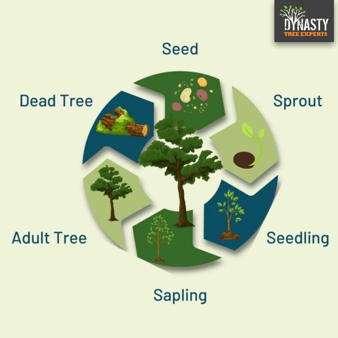 Life Stage of Tree: How Trees Grow from Seed to Maturity 2 Life stage of a tree