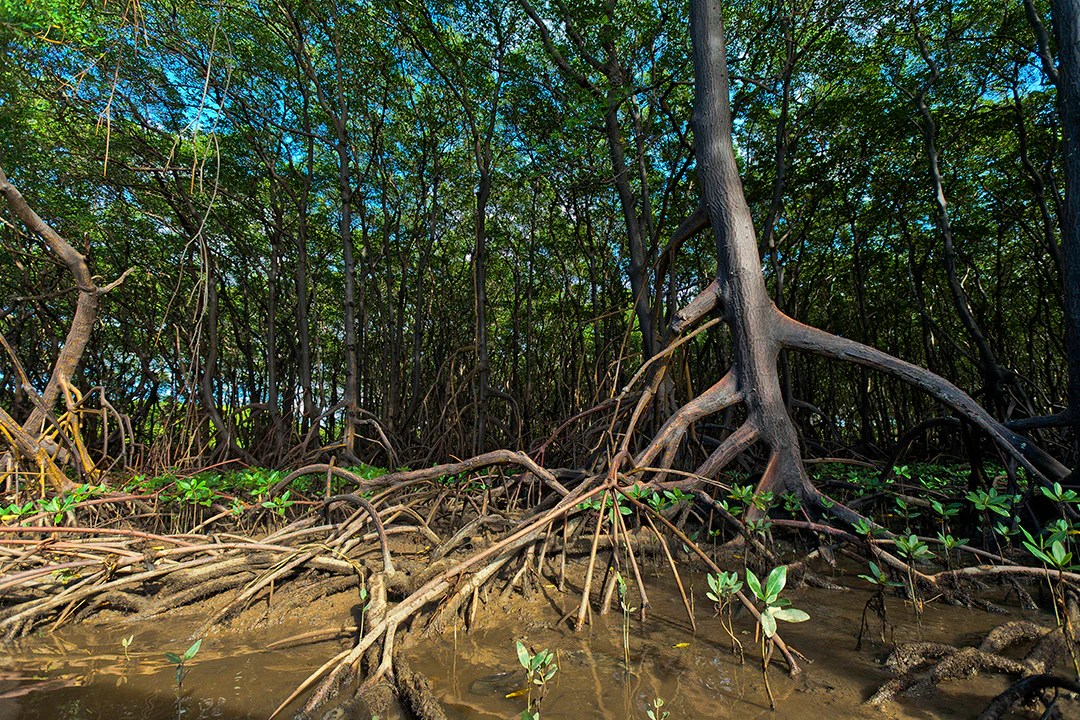 8 Breathtaking Trees That Prove Nature is Pure Magic 2 Mangroove tree