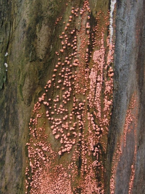 Tree Disease
