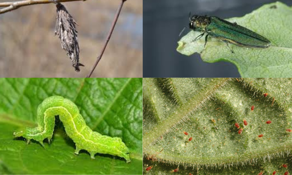 Pests and Insect Infestations on Trees: Identification, Prevention, and Control 2 Common pest and insects