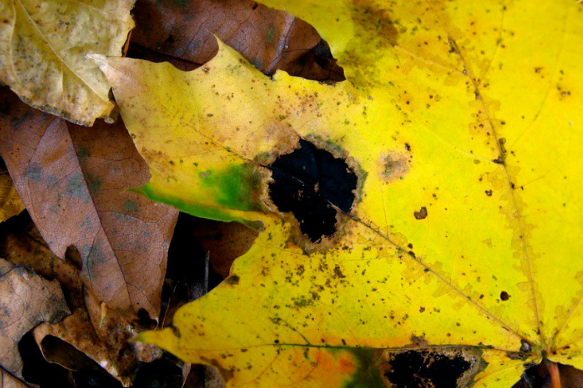 Abiotic Tree Disorder