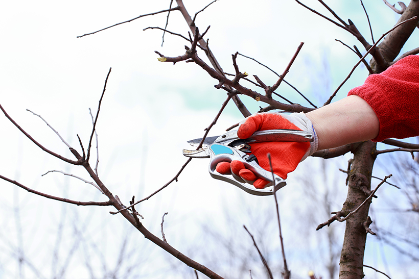 Gloved hand pruning tree branches with garden shears