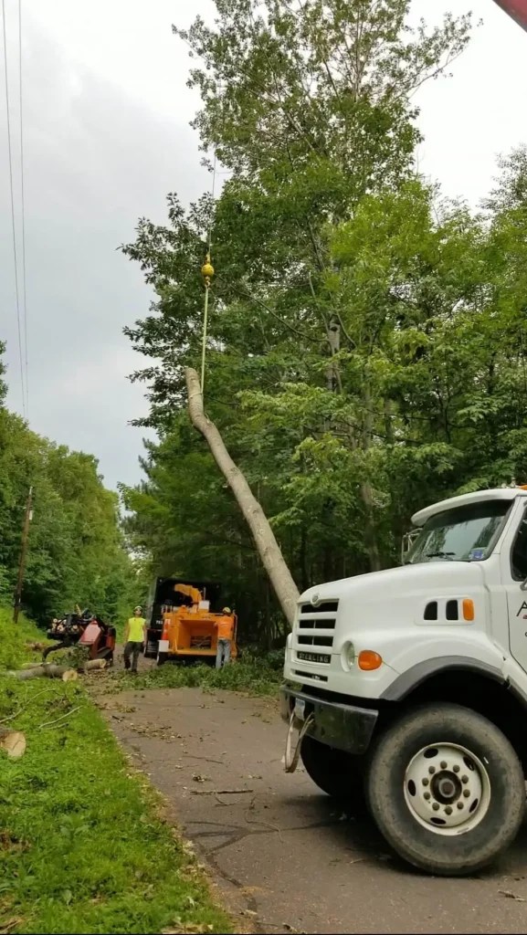Expert Tree Care Services Tree care Expert
