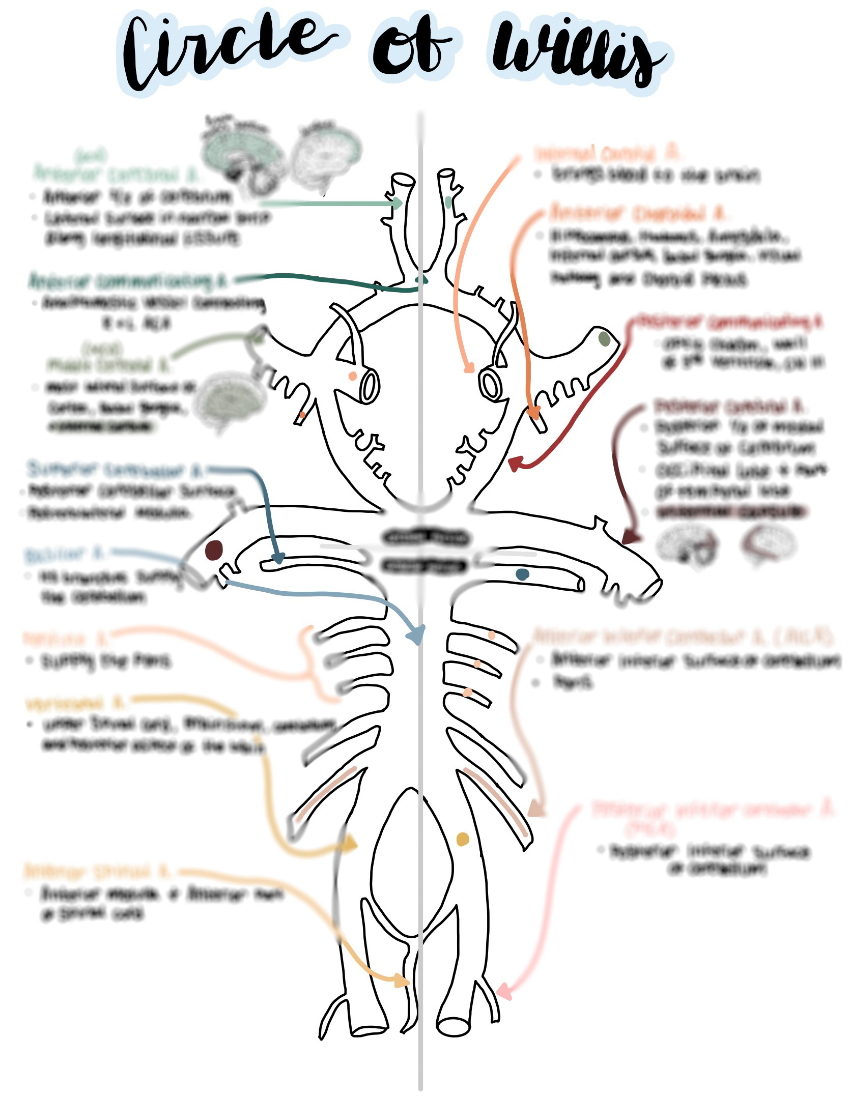 Circle of Willis Notes