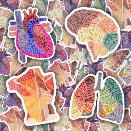 Anatomy Sticker Sheet