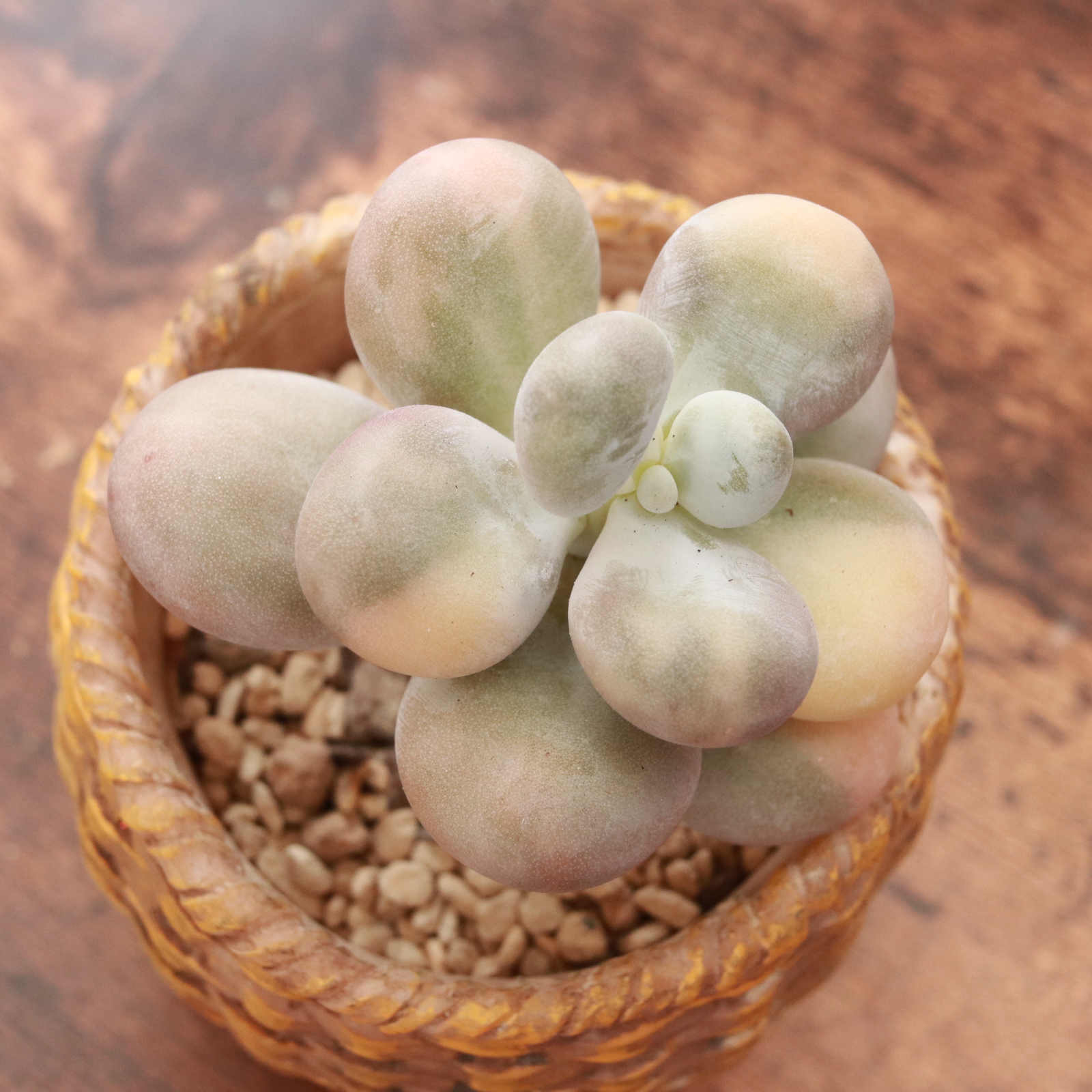 オービーフェルム錦