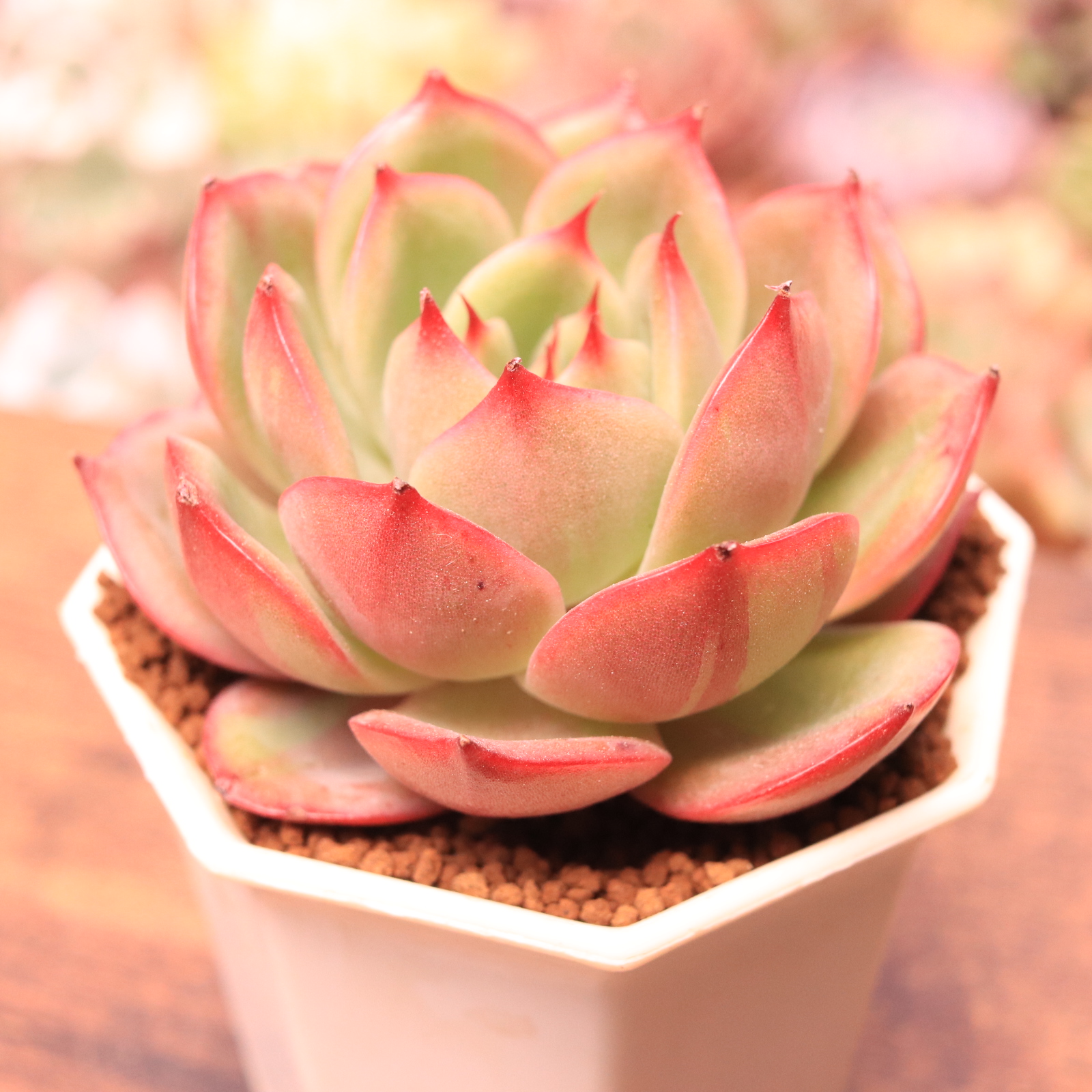 丸葉スターボス錦