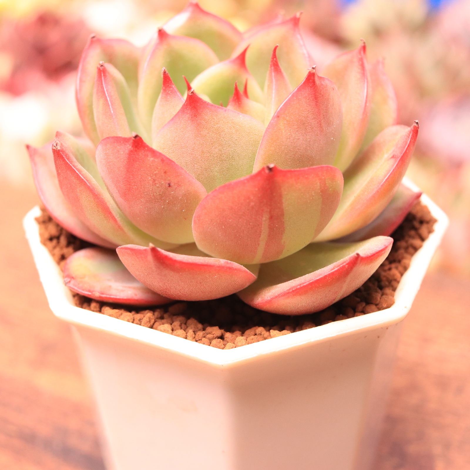 丸葉スターボス錦