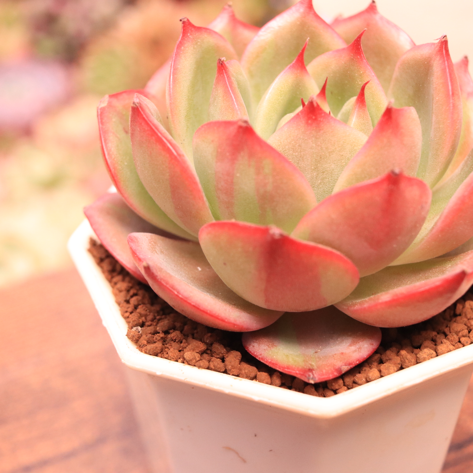 丸葉スターボス錦