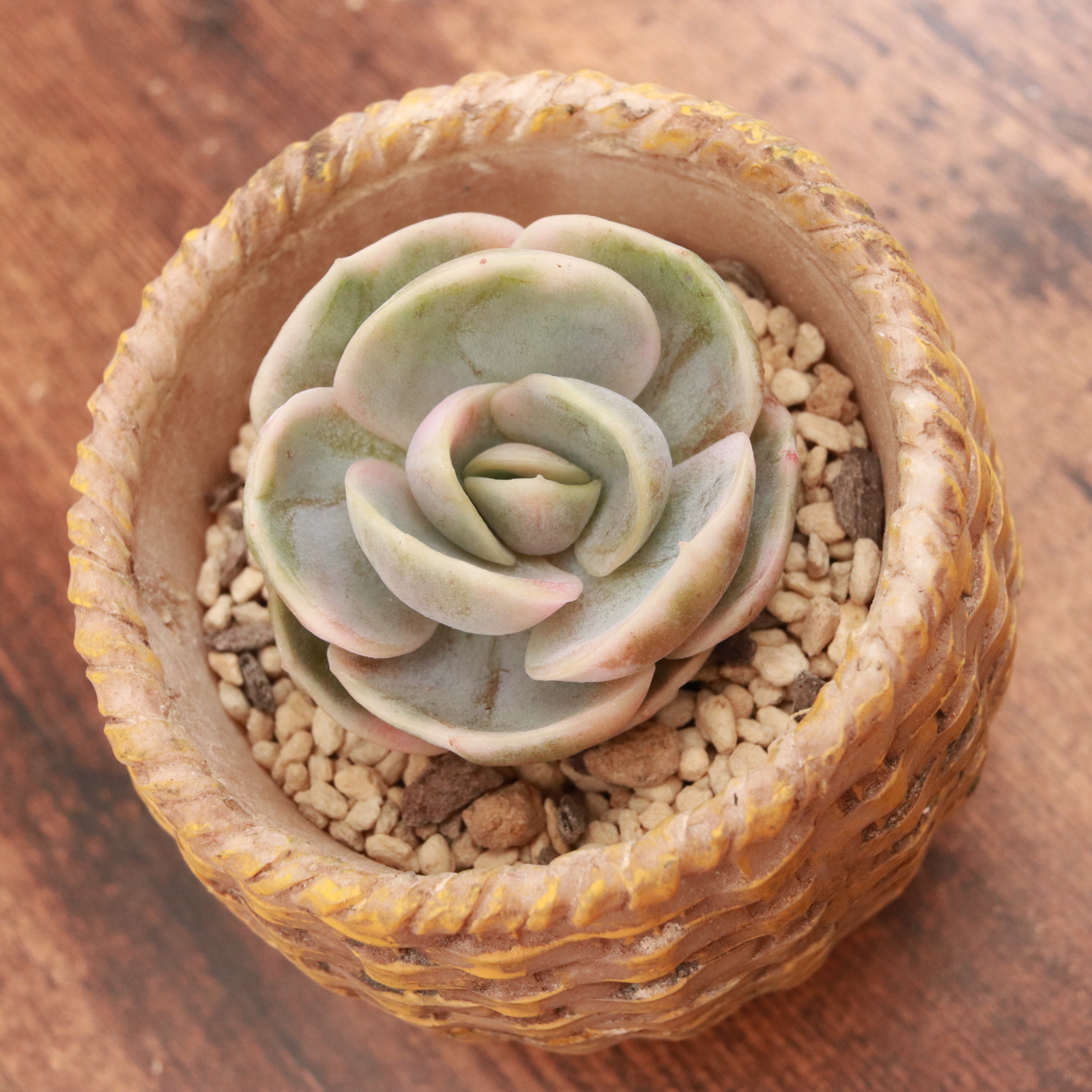 ブルーサプライズ錦