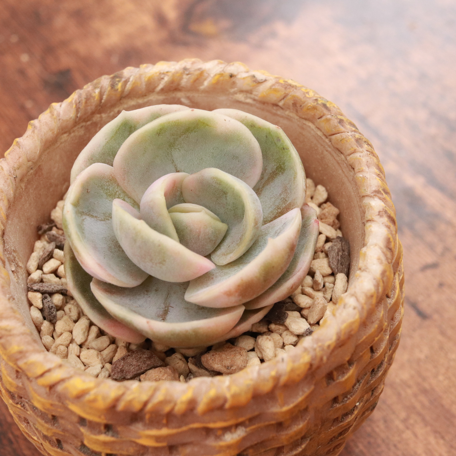 ブルーサプライズ錦 | E-TANIKU（イータニク）