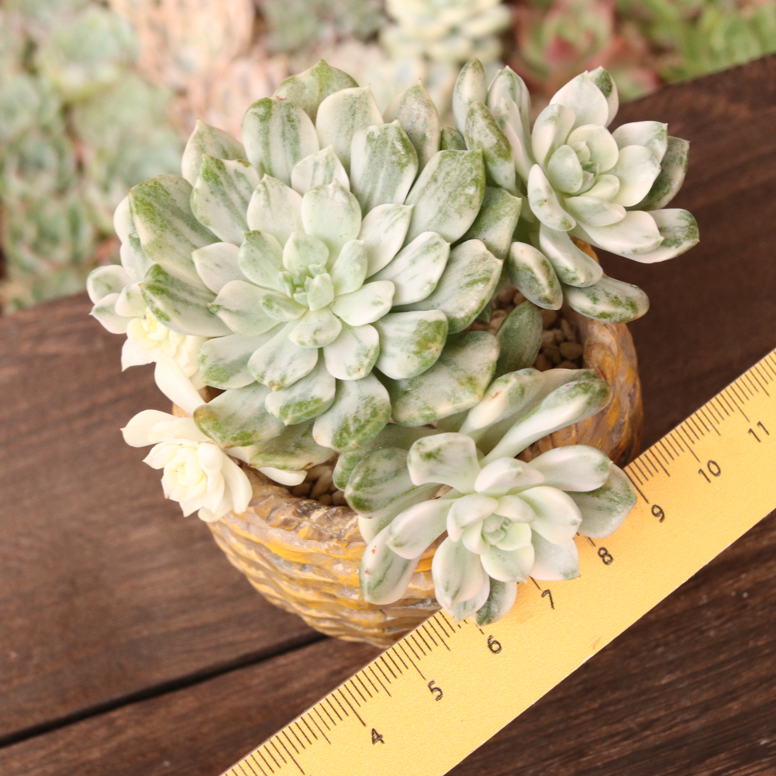 ティンカーベル錦群生