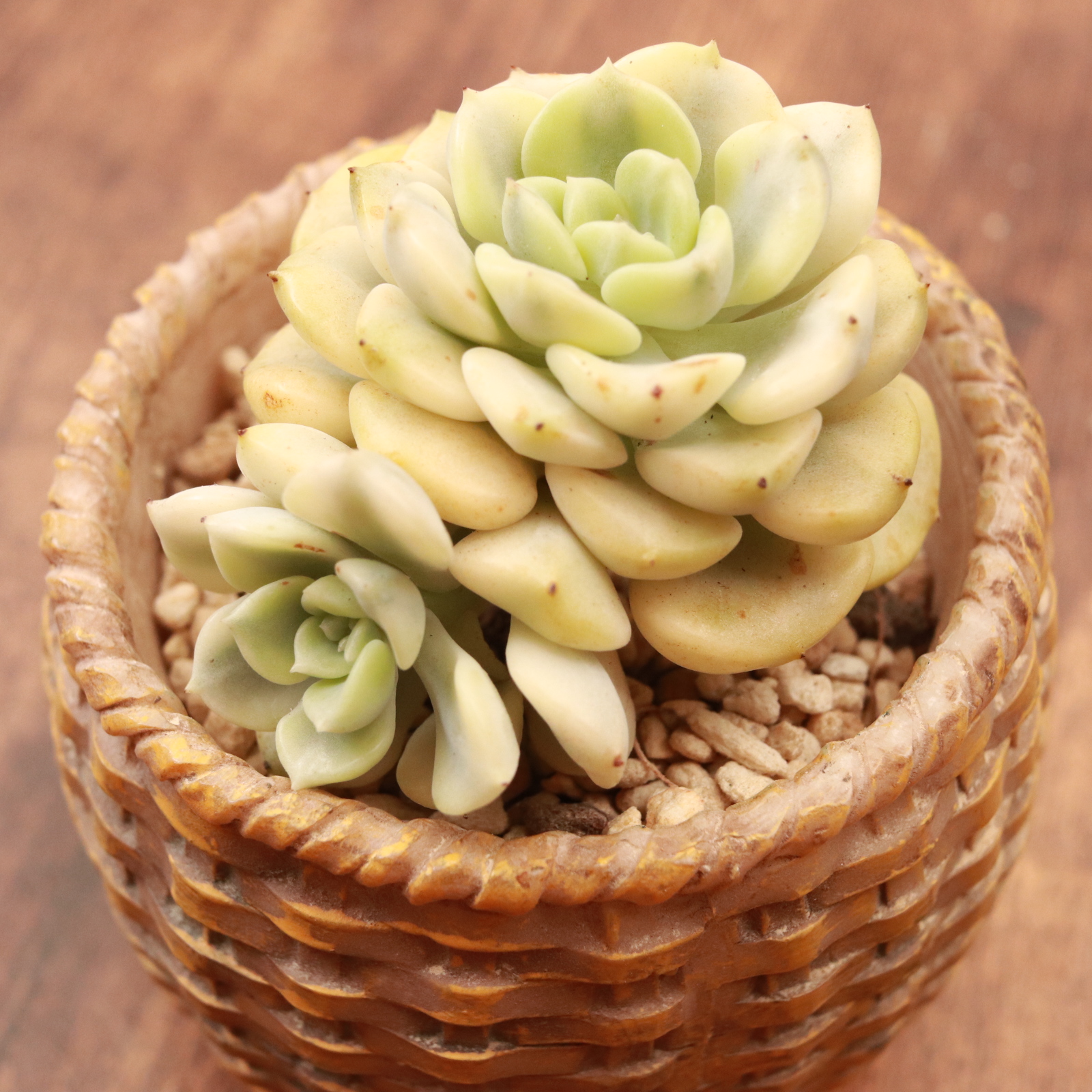 ティンカーベル錦