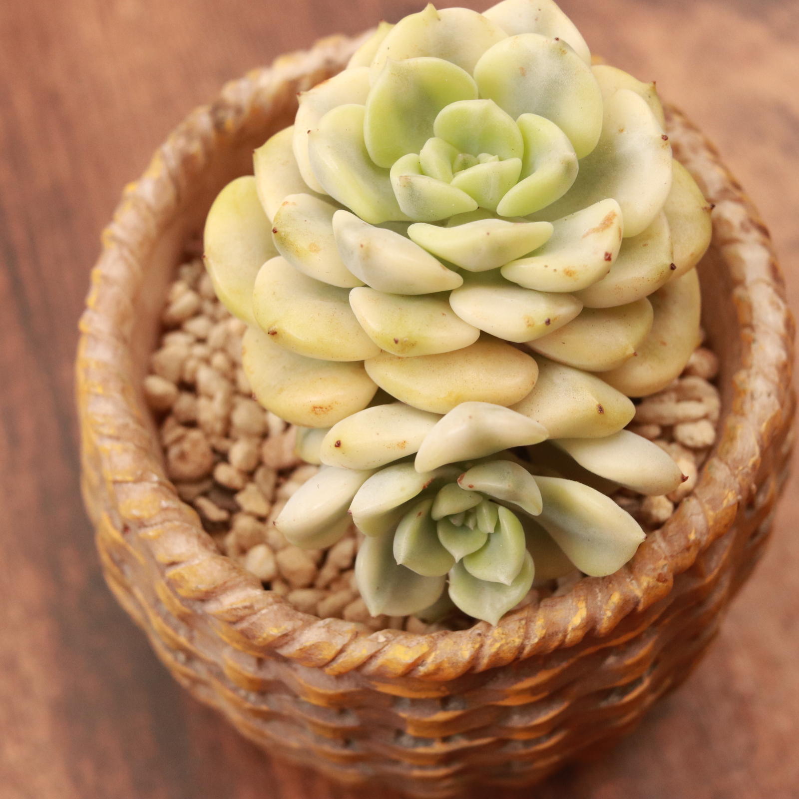 ティンカーベル錦