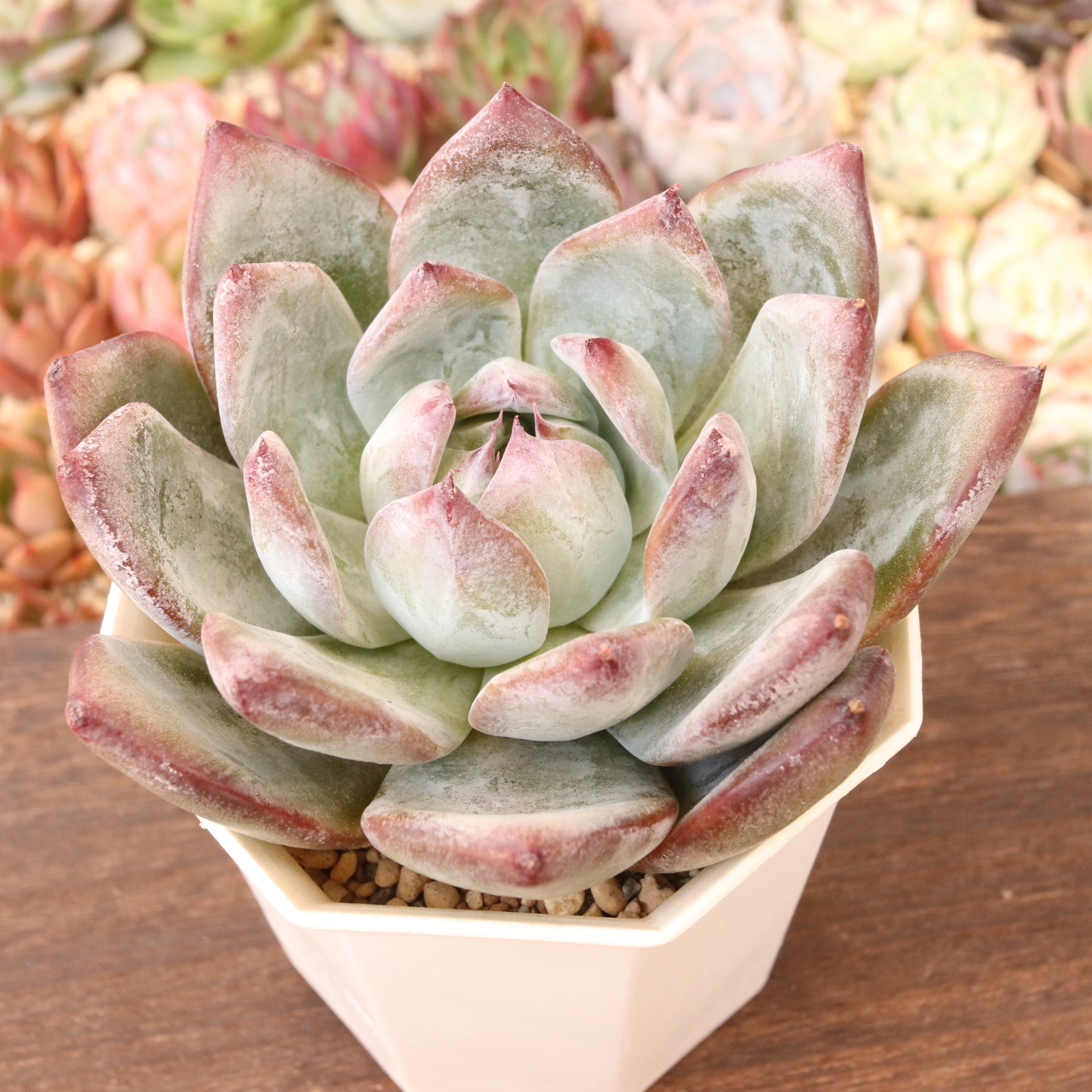 ブラックサバス