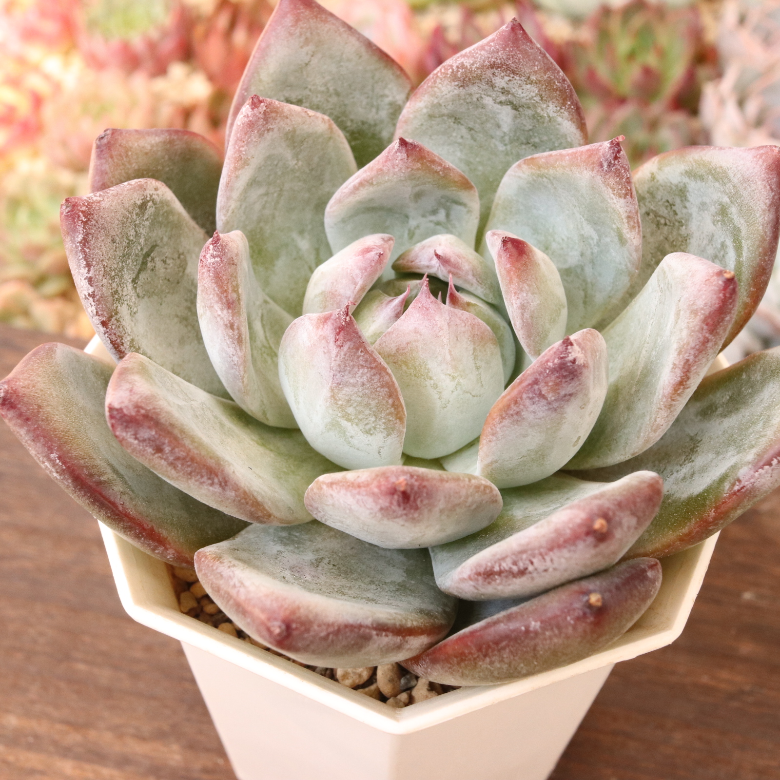 ブラックサバス