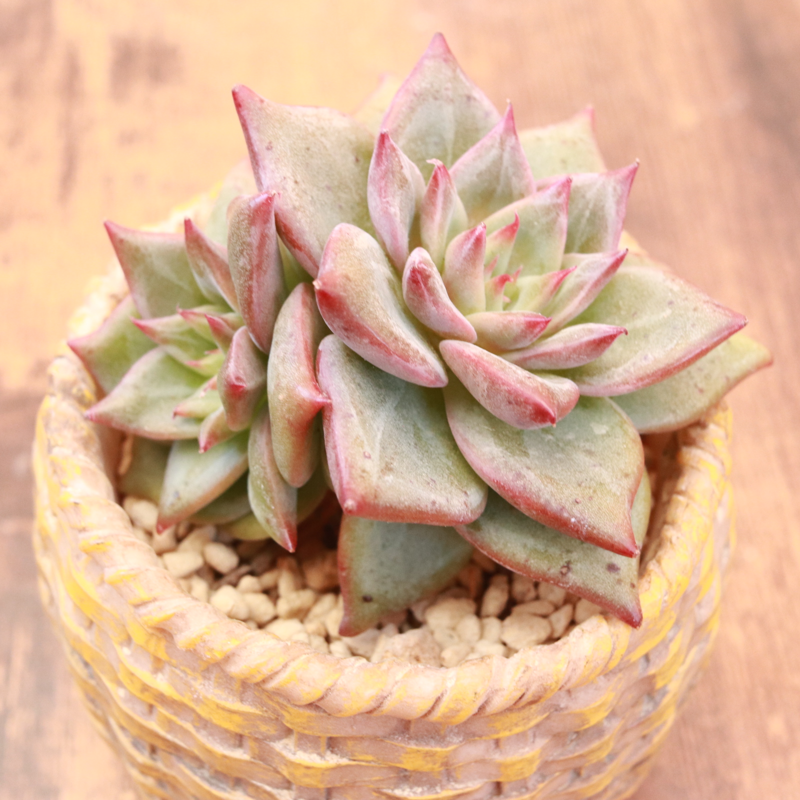 レッドドラゴン