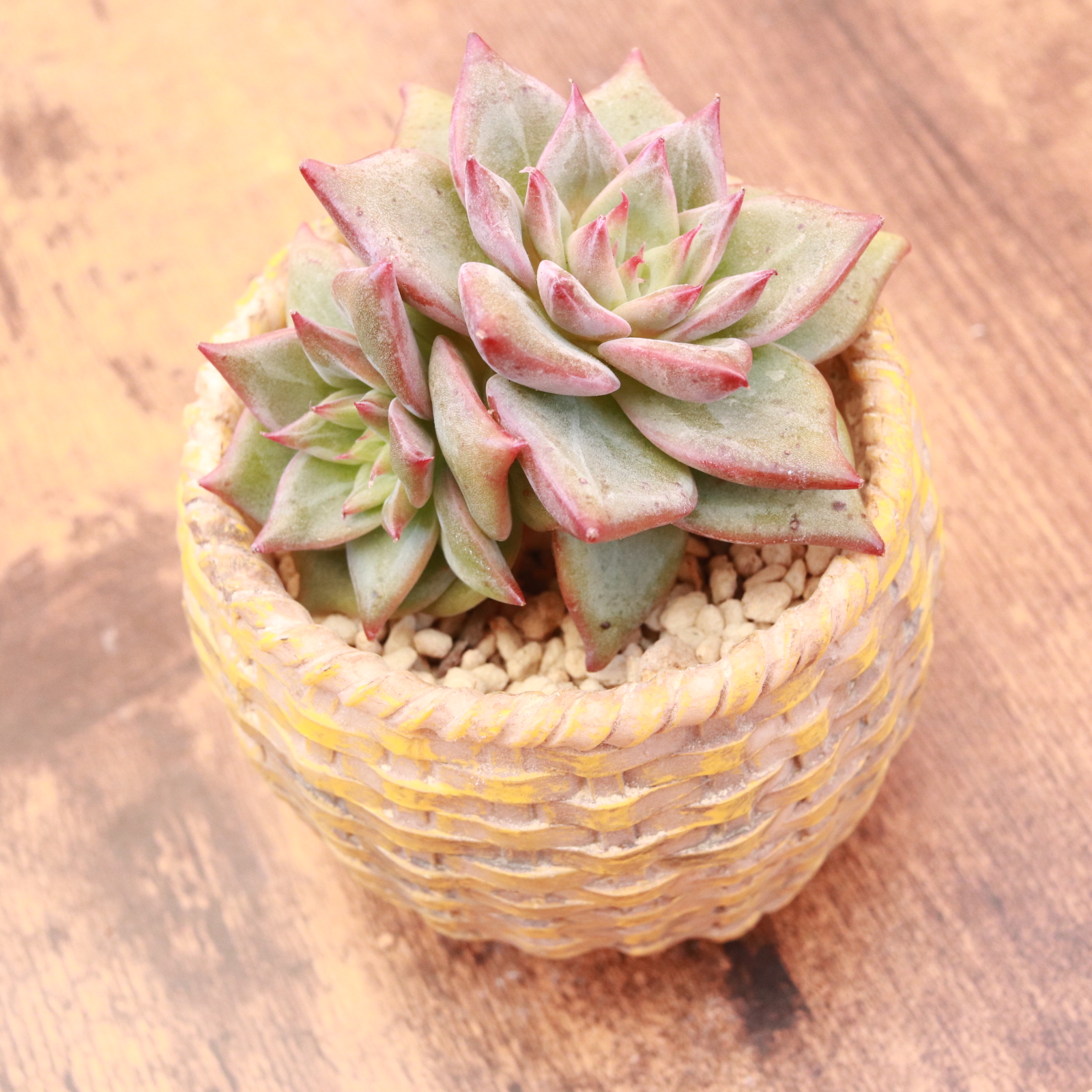 レッドドラゴン