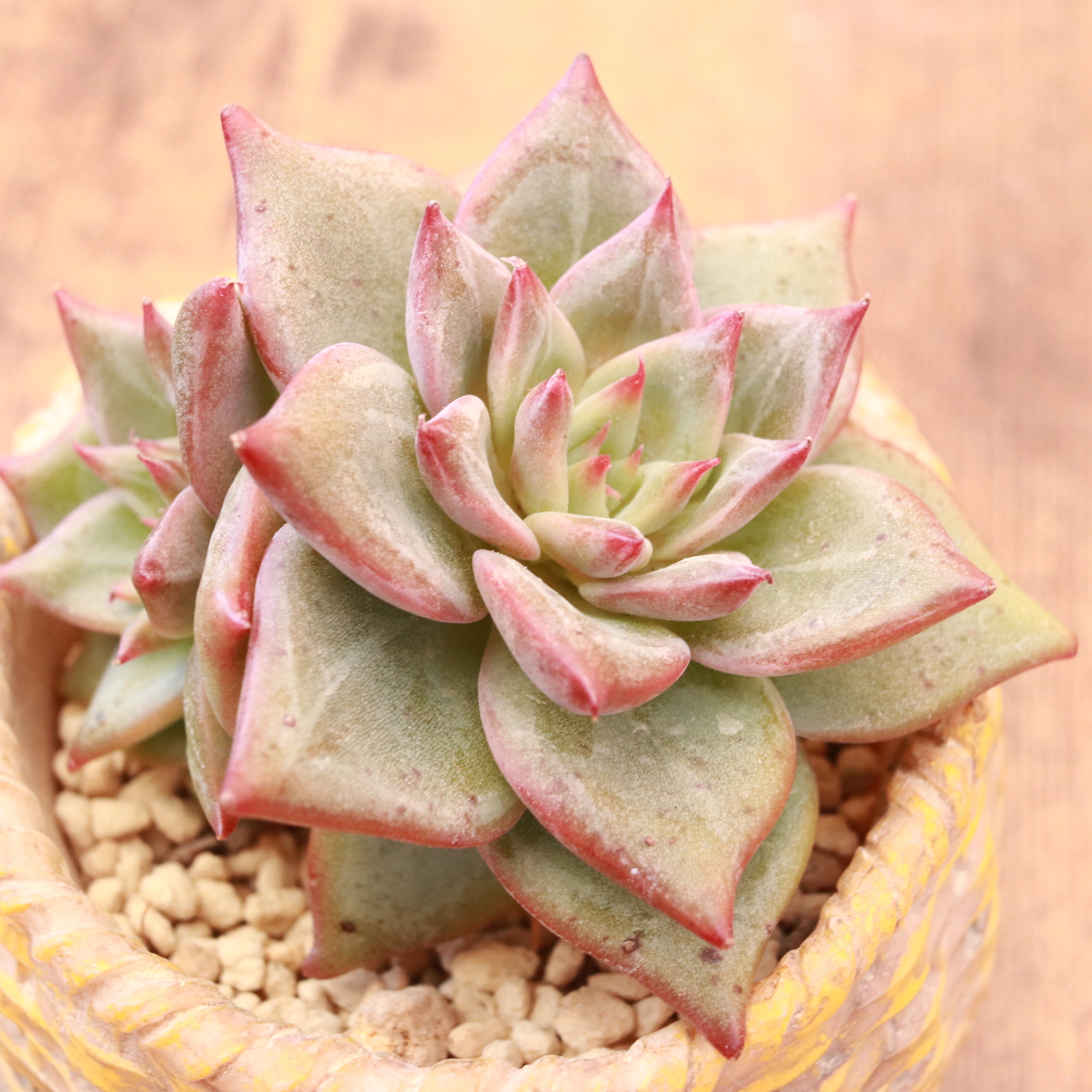 レッドドラゴン