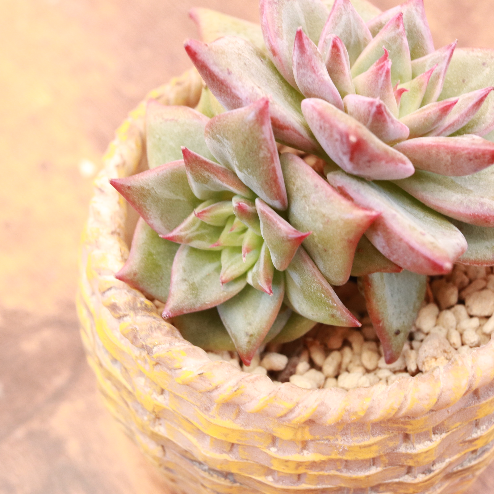 レッドドラゴン