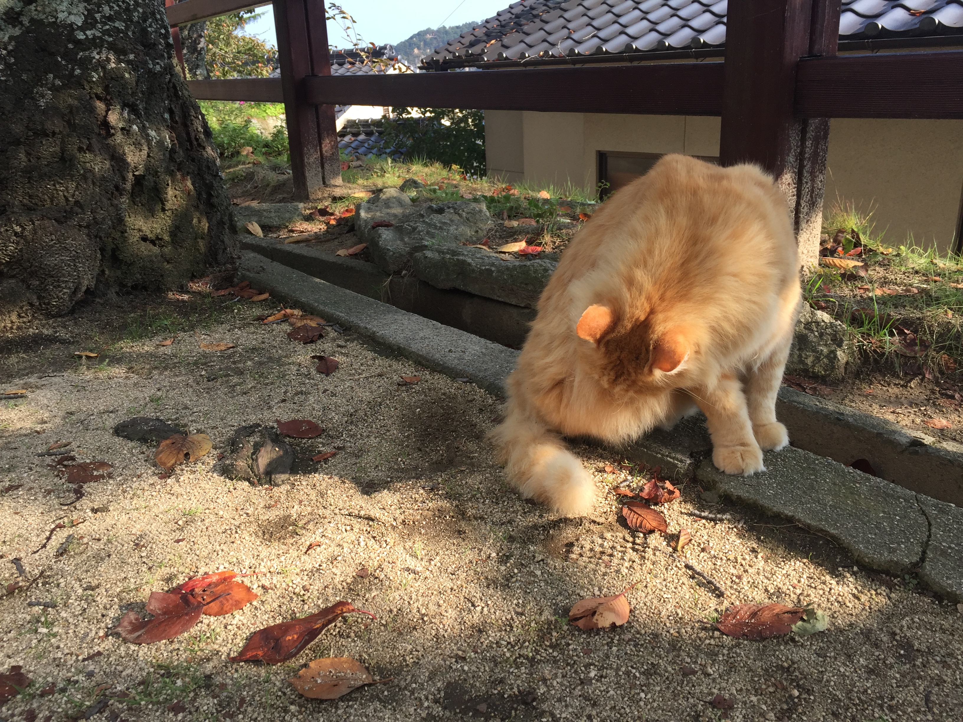 毛が長い茶トラ