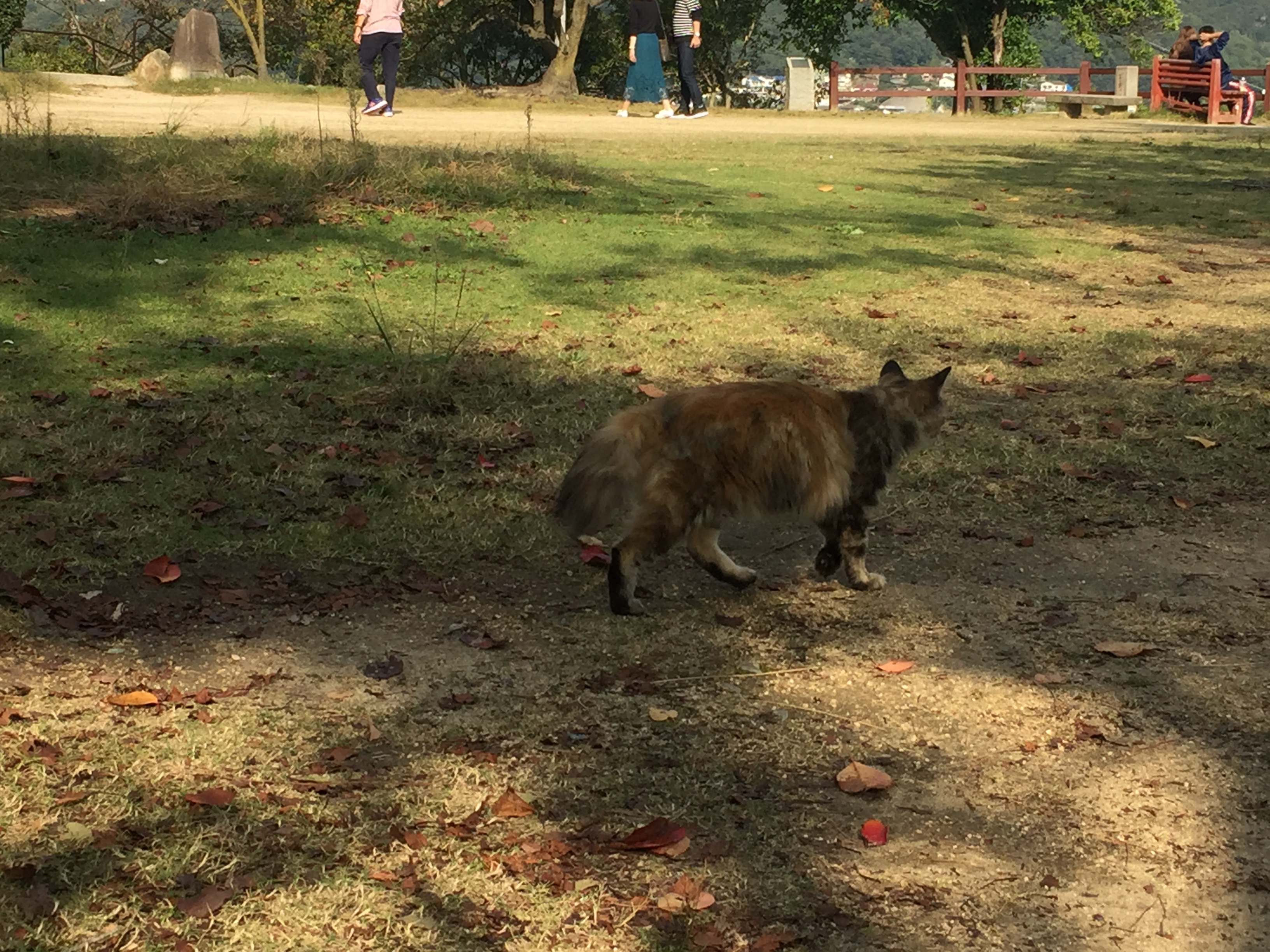 毛が長い猫多し