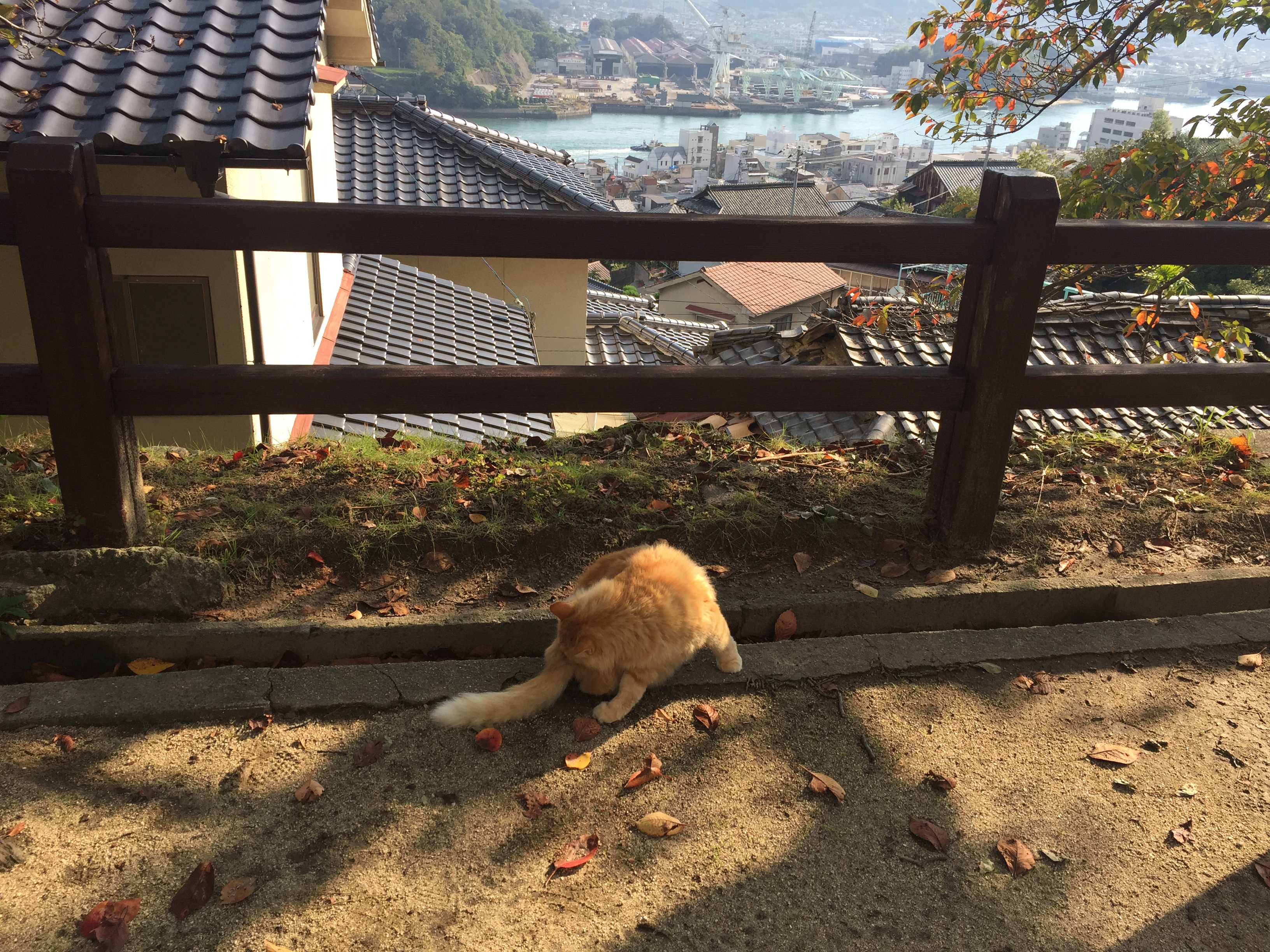 背後は尾道水道