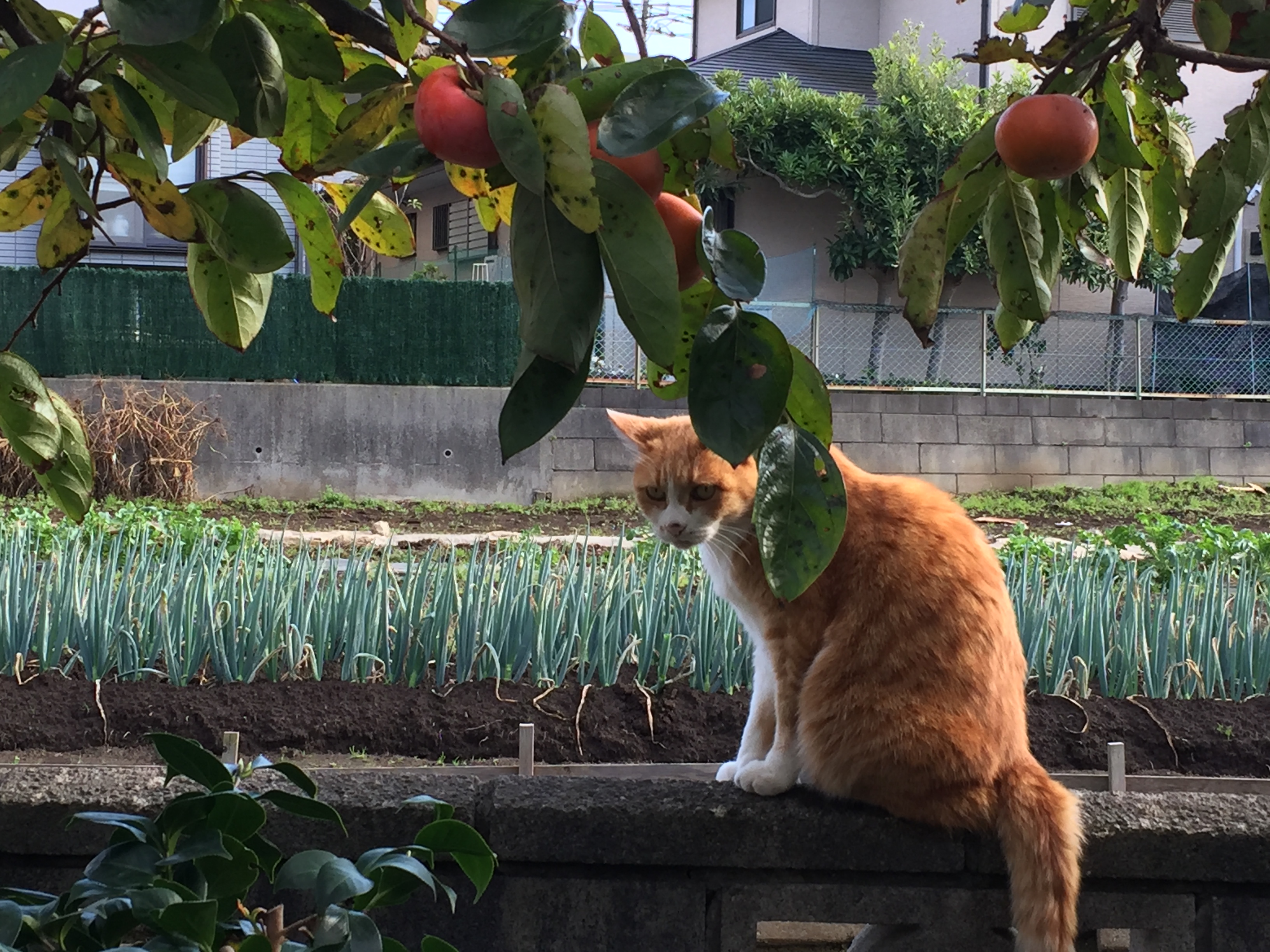 塀の上のまろすけ