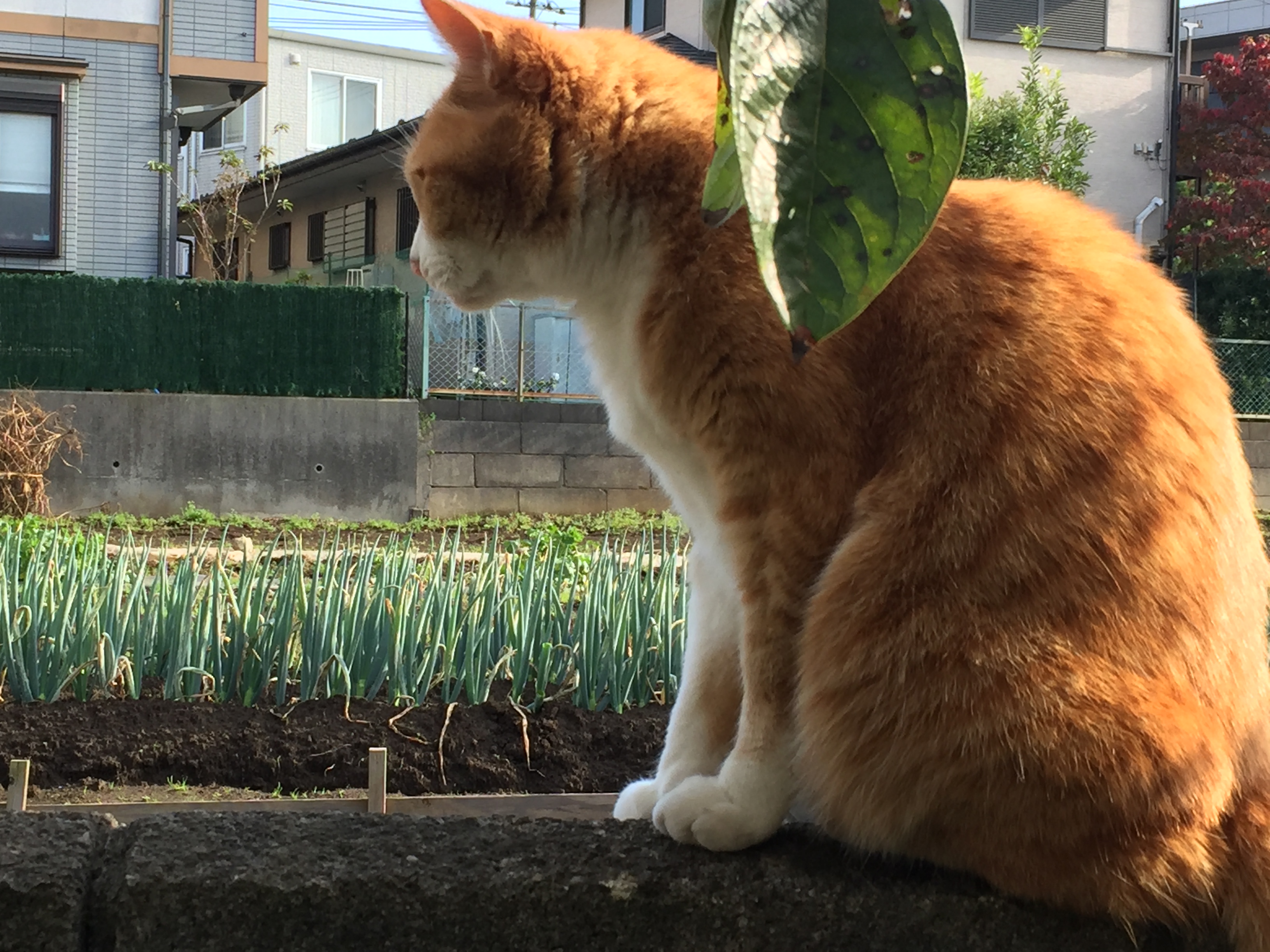 人待ちまろすけ