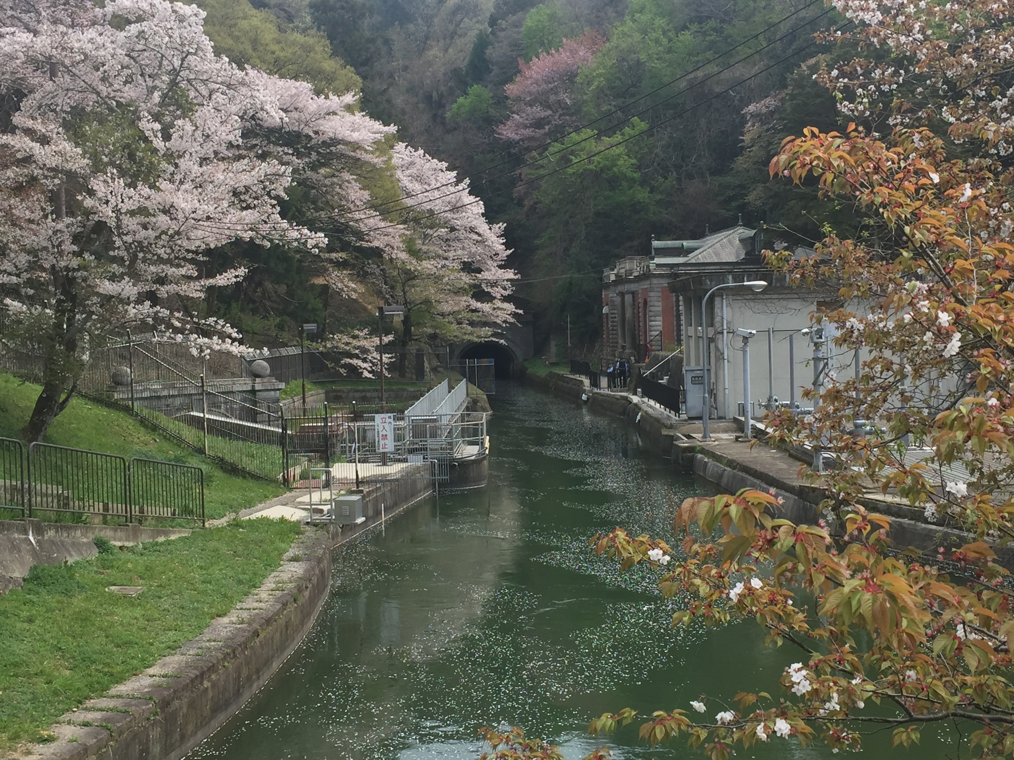 傾斜の上、この向こうが琵琶湖